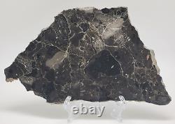 Alamo meteorite Impact Breccia from Nevada Polished on one side 412.9g