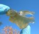 Libyan Desert Glass Meteorite Tektite Impact Specimen(240 Crt)nice Tunnel Shape